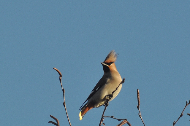 waxwing, waxwings, birds-07.jpg - WAXWING - PETERSFIELD - DECEMBER 2010